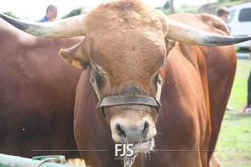 El Valle de los Nueve Alto celebra el día grande de sus fiestas patronales/Francisco Javier Santana.